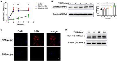 Epithelial-Mesenchymal Transition in Asthma Airway Remodeling Is Regulated by the IL-33/CD146 Axis